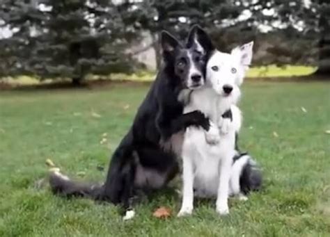 dog sex with couple|Bisexual married couple sharing a dog's massive cock .